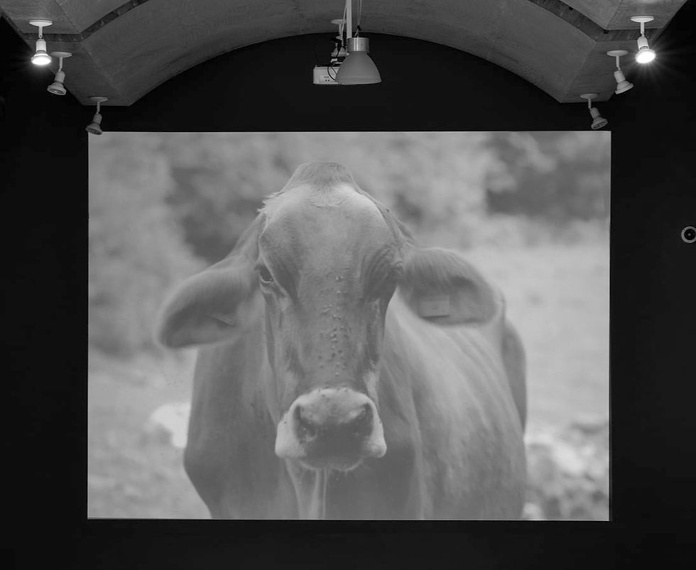 ANIMAL, opening exhibition