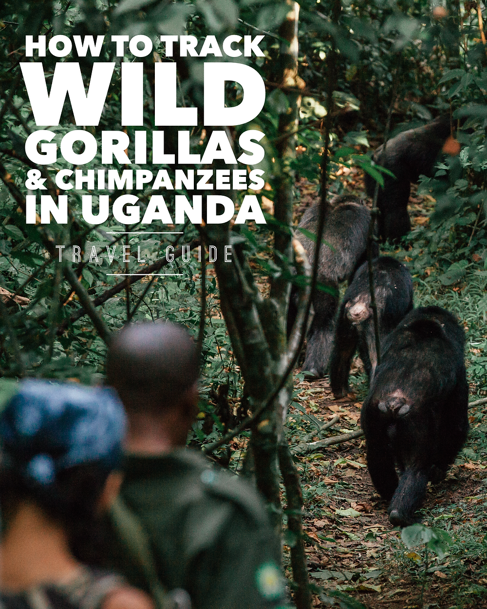 Bwindi, Gorilla Tracking, Uganda