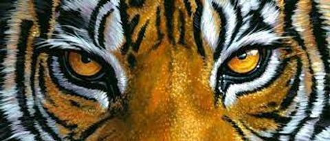eyes of the tiger.jpeg