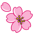 cherry blossom