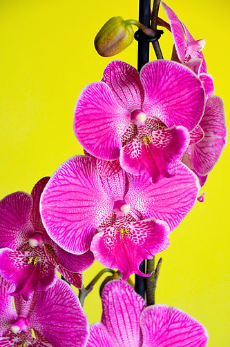 Untitled design (1)_edited.jpg
