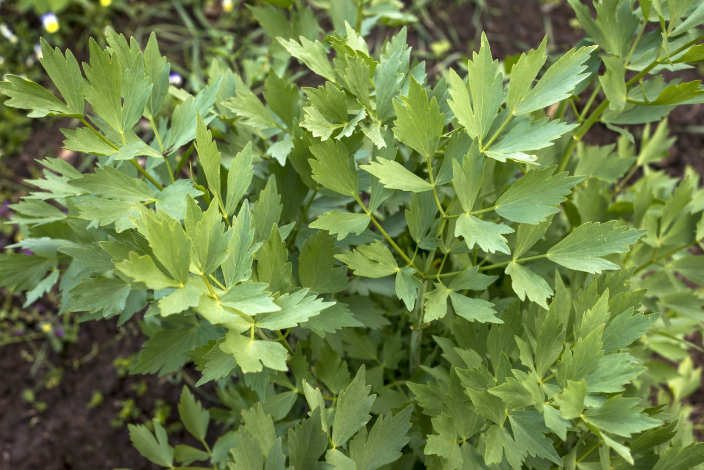 Lovage: Seed Pack - Organic
