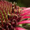 Thumbnail: Echinacea pallida: Seed Pack - Organic