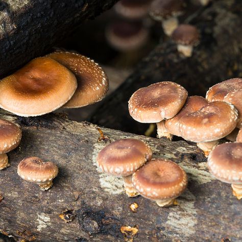 Uncovering the Fascinating History of Shiitake Fungi: From Ancient Origins to Modern Cultivation