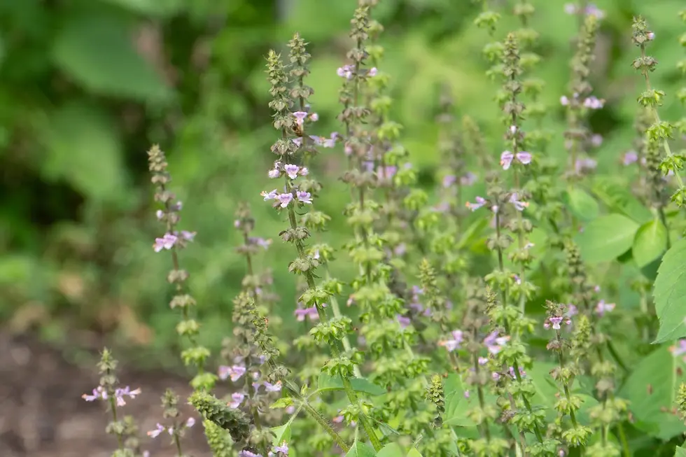 Tulsi in Bloom