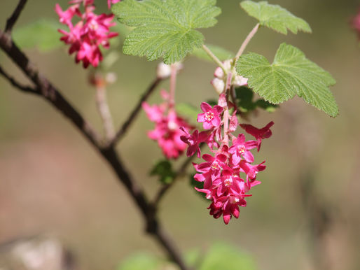 Ribes Flowering Currant Shrub Recipe