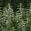 Thumbnail: Motherwort in Field