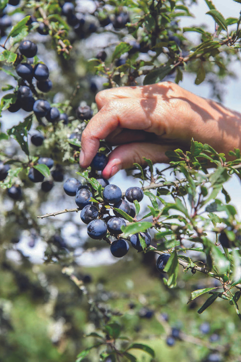 Thumbnail: Wild and Sweet  Hand harvesting sloe berries