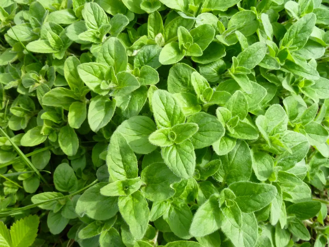 Oregano Close Up