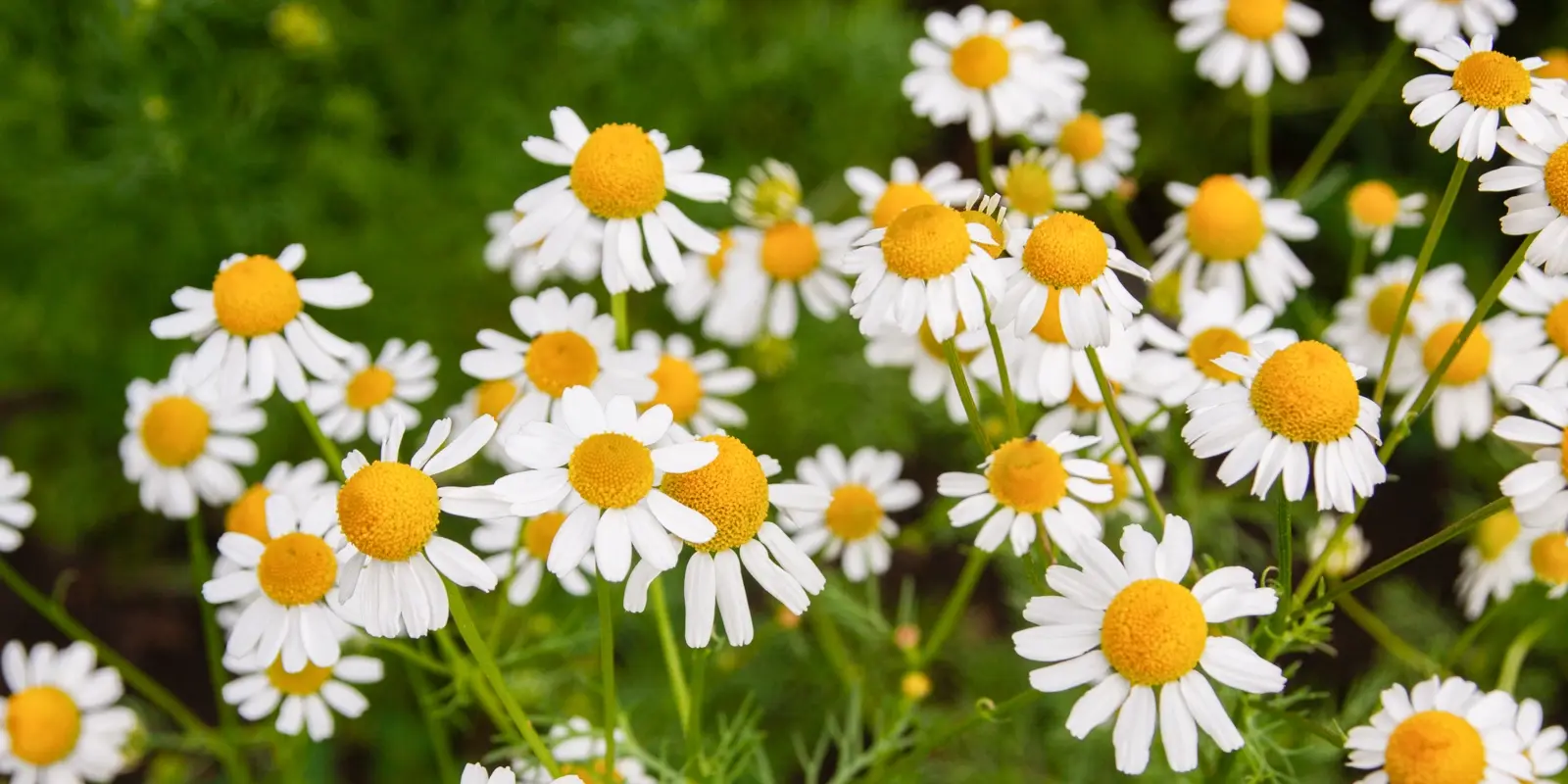 Roman Chamomile Close Up