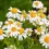 Thumbnail: Roman Chamomile Close Up