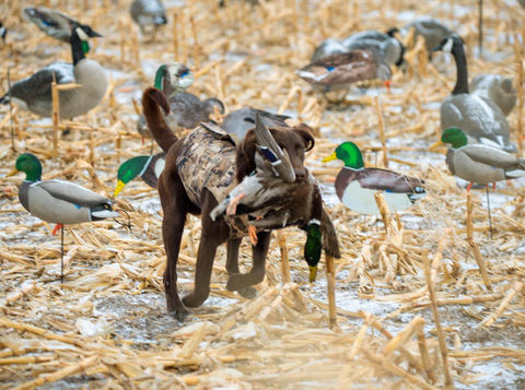 Duck Dog
