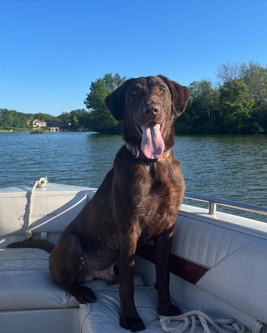 Labrador Retriever