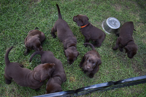 Chocolate Lab Puppies