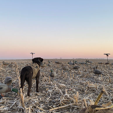 A duck hunting bird dog in a field