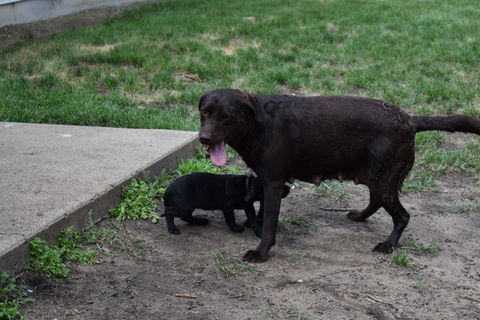 Labrador Retriever Puppies