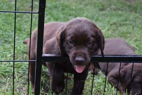 Chocolate Lab Puppies