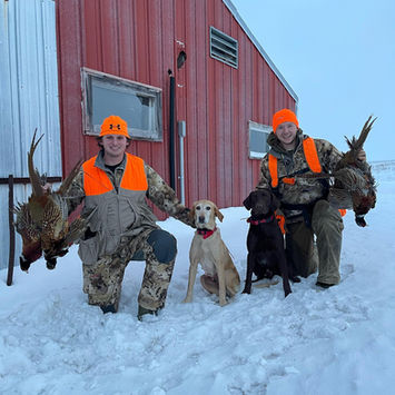 Pheasant Hunting Labs