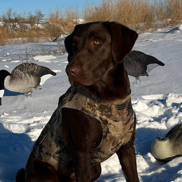 Hunting Dog