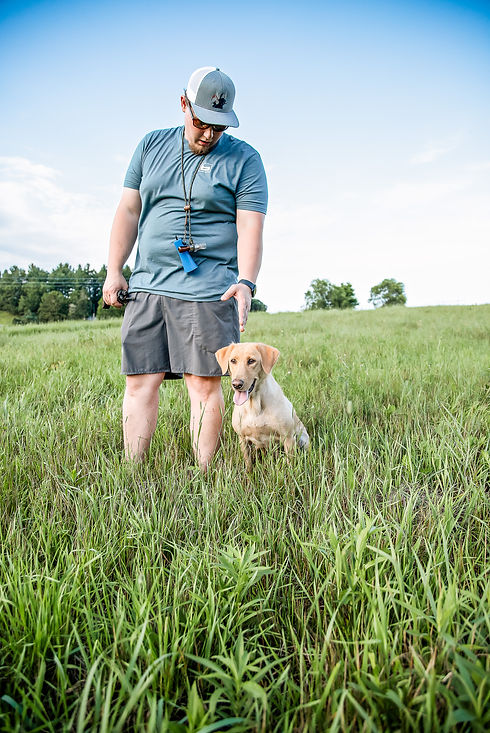 A hunting dog trainer working with a yellow Labrador retriever.