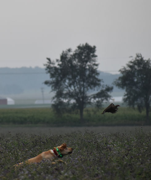 A yellow lab hunting dog flushes a pheasant.