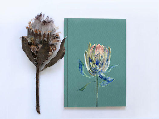 Protea, botanical illustrator, Elena Klein