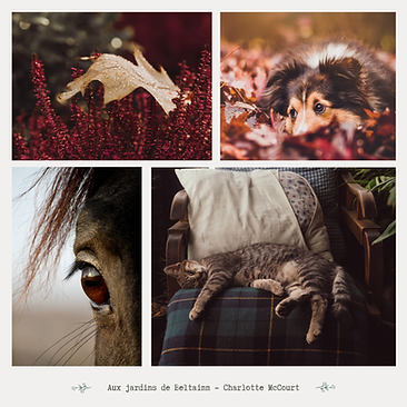 Aux jardins de Beltainn - Acupressure animalière (7).png