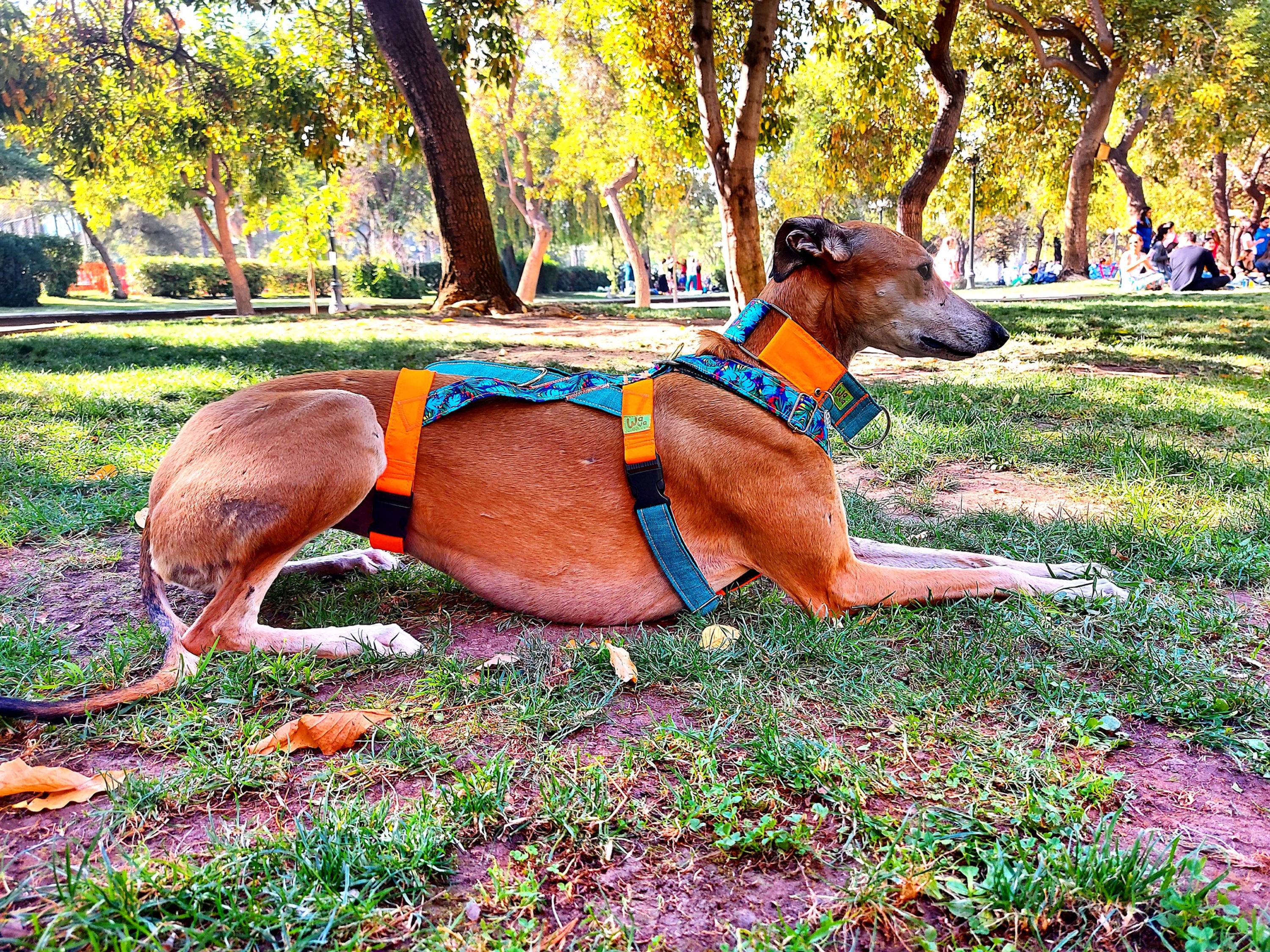 Arnés Elima - Pulpo