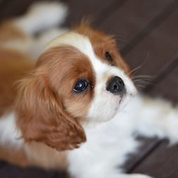Blenheim Cavalier King Charles Spaniel