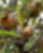 almond.jpg