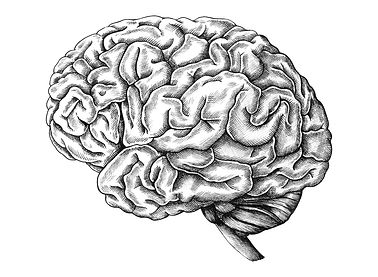 brain.jpg