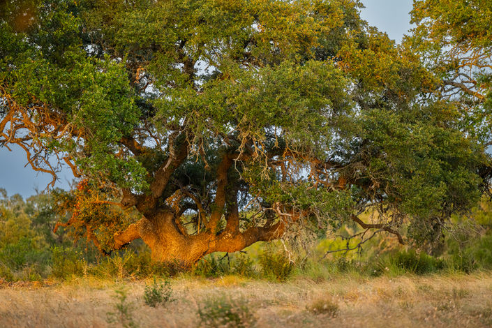 TreesAndFields_52.jpg