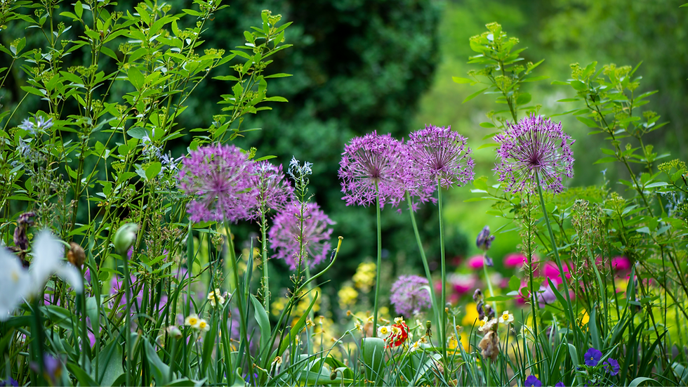 Garden in bloom with alliums and other colourful flowers