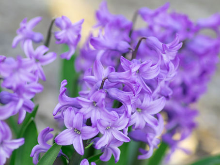 Stunning Purple Flowers to Put in Your Garden!
