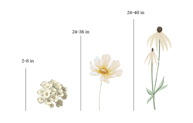 Height chart of White Flowers