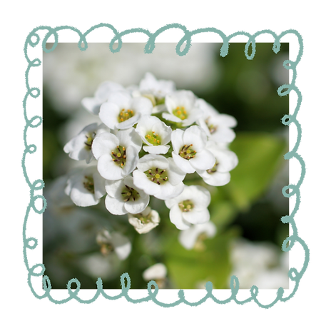 Alyssum