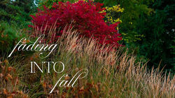 Flowers Fade into Autumn | A Seasonal Garden Transition