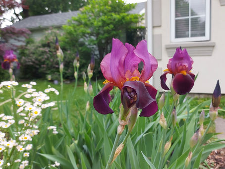 Effortless Gardening Made Easy with These Plants and Flowers!