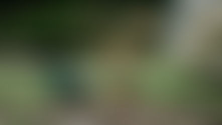 A wheelbarrow with tools on green grass beside blooming bushes and a log. A shed and dense greenery form the background. Peaceful garden scene.