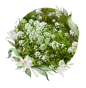 sweet alyssum