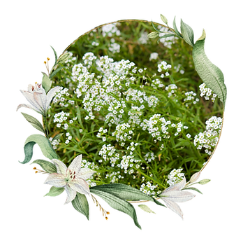 White Alyssum