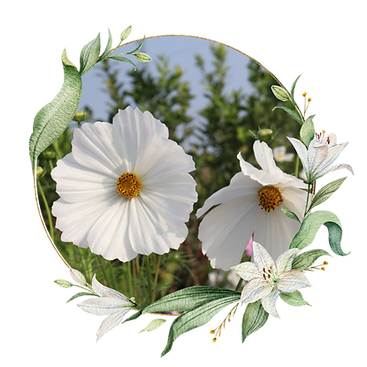 Cosmos Flower