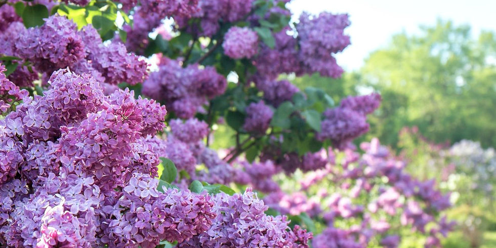 Lilac Bush