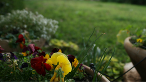 Close-up of vibrant red and yellow pansy flowers in a garden, surrounded by lush greenery and blurred background, evoking a peaceful mood.