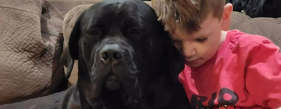 Earth and Ship Cane Corso PhoeNyx