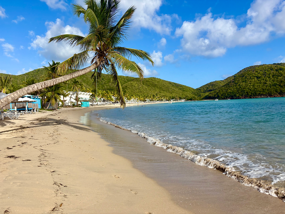 Golden sand beach with palm trees and crystal clear water. Ocean and beach in Antigua, Carribean