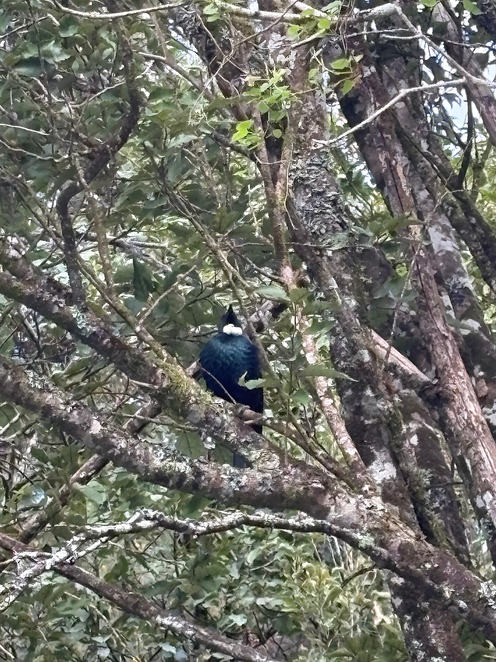 Black new zealand bird on a tree