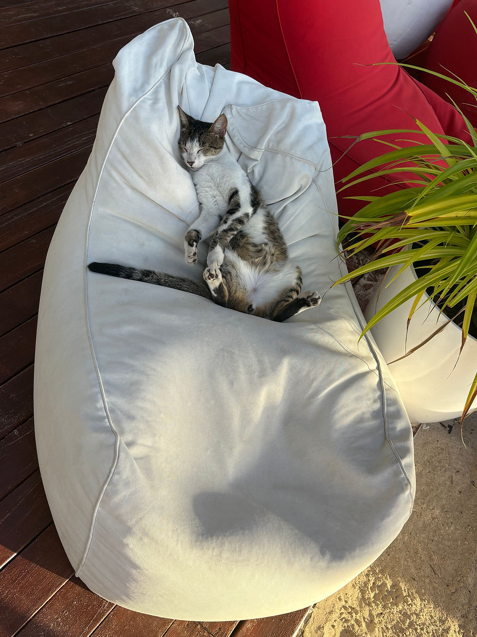 Sleeping tabby cat sprawled belly-up on a white beanbag chair on a wooden deck, beside a red chair and green plant.