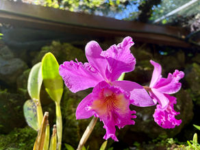 14 Things to Do in Viti Levu, Fiji: Best Places to Visit on Fiji’s Main Island