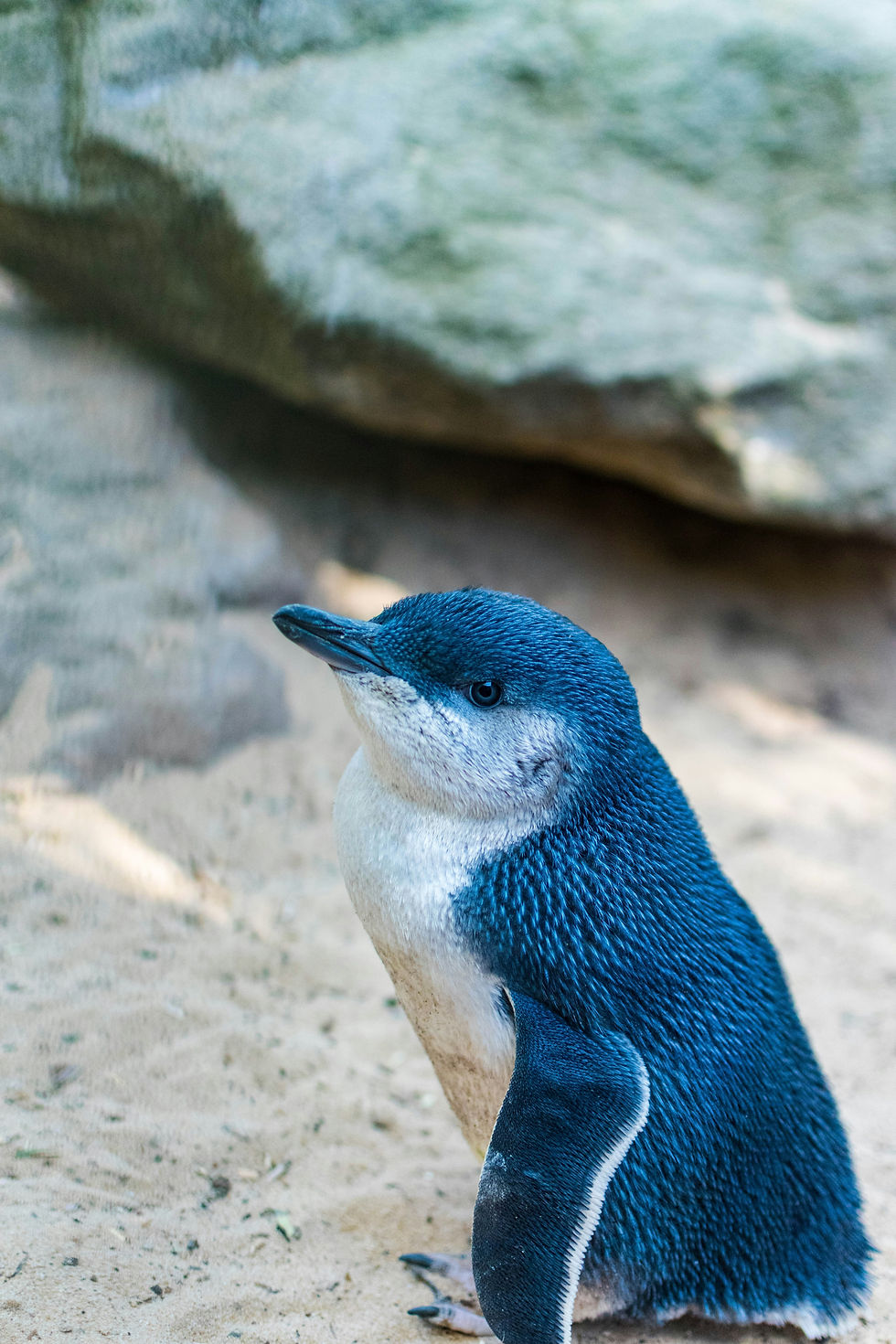 Little blue penguin standing near a rock